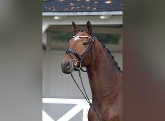Oldenburgo, Caballo castrado, 3 años, 172 cm, Castaño oscuro
