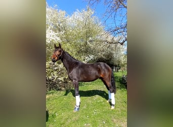 Oldenburgo, Caballo castrado, 3 años, 172 cm, Castaño oscuro