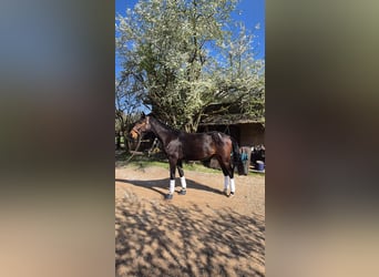 Oldenburgo, Caballo castrado, 3 años, 172 cm, Castaño oscuro