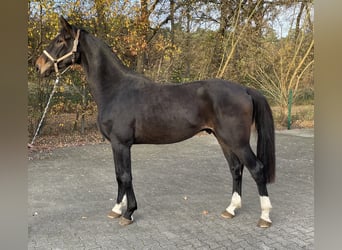 Oldenburgo, Caballo castrado, 3 años, 172 cm, Castaño oscuro