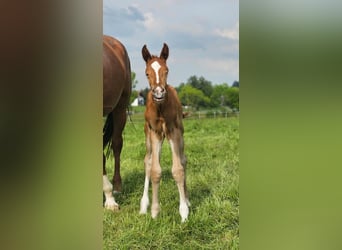 Oldenburgo, Caballo castrado, 3 años, 173 cm, Alazán
