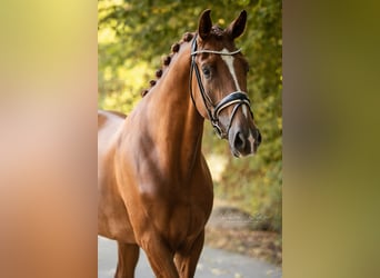 Oldenburgo, Caballo castrado, 3 años, 173 cm, Alazán