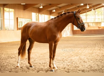 Oldenburgo, Caballo castrado, 3 años, 173 cm, Alazán