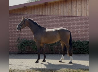 Oldenburgo, Caballo castrado, 3 años, 173 cm, Castaño oscuro