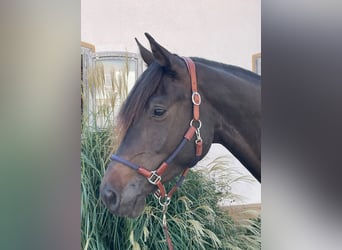 Oldenburgo, Caballo castrado, 3 años, 173 cm, Morcillo