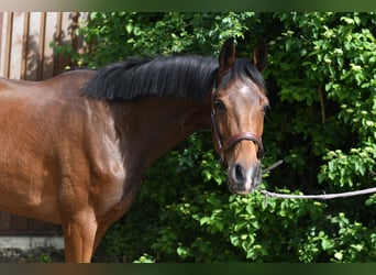 Oldenburgo, Caballo castrado, 3 años, 174 cm, Castaño