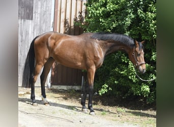 Oldenburgo, Caballo castrado, 3 años, 174 cm, Castaño