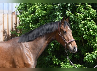 Oldenburgo, Caballo castrado, 3 años, 174 cm, Castaño