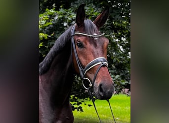 Oldenburgo, Caballo castrado, 3 años, 174 cm, Castaño oscuro