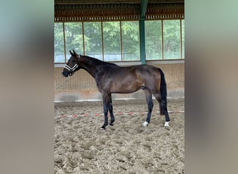 Oldenburgo, Caballo castrado, 3 años, 174 cm, Castaño oscuro