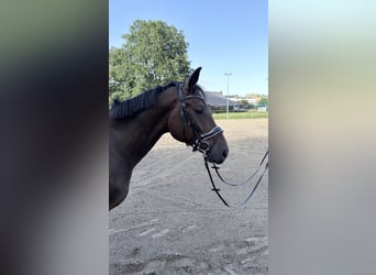 Oldenburgo, Caballo castrado, 3 años, 175 cm, Castaño