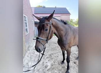 Oldenburgo, Caballo castrado, 3 años, 175 cm, Castaño