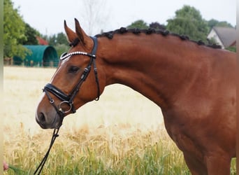Oldenburgo, Caballo castrado, 3 años, Castaño
