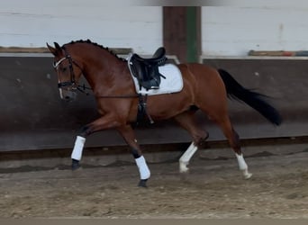 Oldenburgo, Caballo castrado, 3 años, Castaño