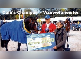 Oldenburgo, Caballo castrado, 3 años, Castaño