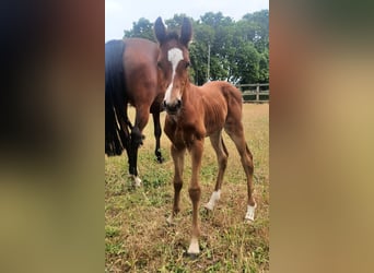 Oldenburgo, Caballo castrado, 3 años, Castaño