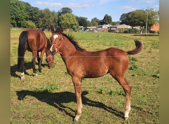 Oldenburgo, Caballo castrado, 3 años, Castaño
