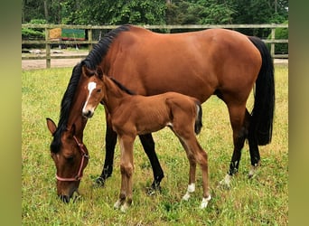 Oldenburgo, Caballo castrado, 3 años, Castaño