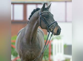 Oldenburgo, Caballo castrado, 3 años, Castaño oscuro