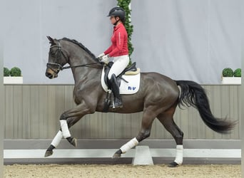 Oldenburgo, Caballo castrado, 3 años, Castaño oscuro