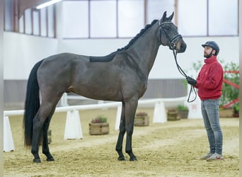 Oldenburgo, Caballo castrado, 3 años, Castaño oscuro