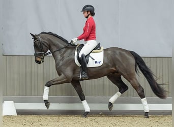 Oldenburgo, Caballo castrado, 3 años, Castaño oscuro