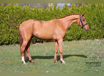 Oldenburgo, Caballo castrado, 4 años, 158 cm, Alazán