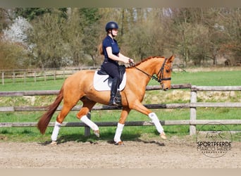 Oldenburgo, Caballo castrado, 4 años, 158 cm, Alazán