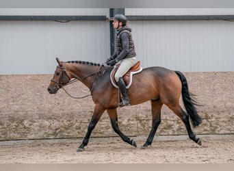 Oldenburgo, Caballo castrado, 4 años, 160 cm