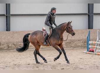 Oldenburgo, Caballo castrado, 4 años, 160 cm