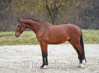 Oldenburgo, Caballo castrado, 4 años, 161 cm, Castaño