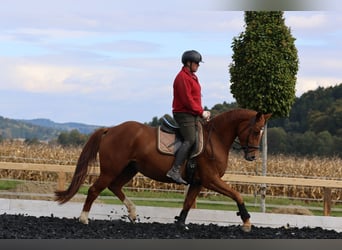 Oldenburgo, Caballo castrado, 4 años, 162 cm, Alazán