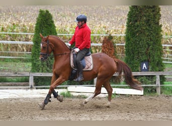 Oldenburgo, Caballo castrado, 4 años, 162 cm, Alazán