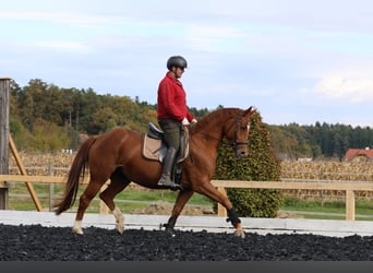 Oldenburgo, Caballo castrado, 4 años, 162 cm, Alazán