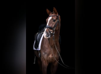 Oldenburgo, Caballo castrado, 4 años, 162 cm, Alazán-tostado