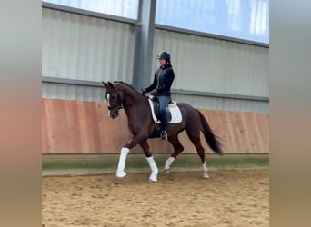 Oldenburgo, Caballo castrado, 4 años, 162 cm, Alazán-tostado