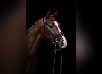 Oldenburgo, Caballo castrado, 4 años, 162 cm, Alazán-tostado