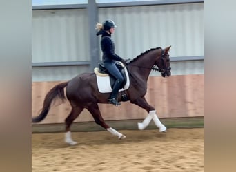 Oldenburgo, Caballo castrado, 4 años, 162 cm, Alazán-tostado