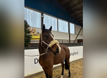 Oldenburgo, Caballo castrado, 4 años, 162 cm, Castaño