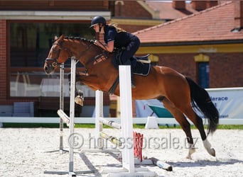 Oldenburgo, Caballo castrado, 4 años, 162 cm, Castaño