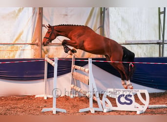 Oldenburgo, Caballo castrado, 4 años, 162 cm, Castaño