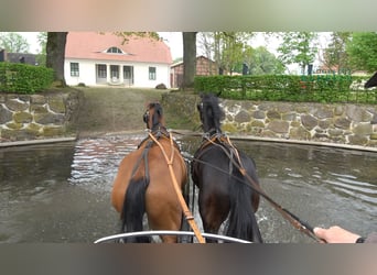 Oldenburgo, Caballo castrado, 4 años, 162 cm, Castaño oscuro