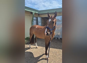Oldenburgo, Caballo castrado, 4 años, 162 cm, Castaño rojizo