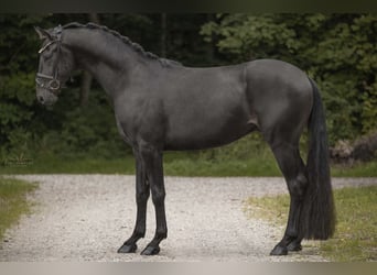 Oldenburgo, Caballo castrado, 4 años, 162 cm, Morcillo