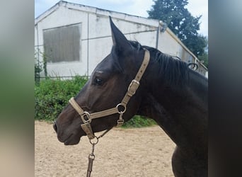 Oldenburgo, Caballo castrado, 4 años, 162 cm, Morcillo