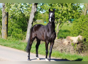 Oldenburgo, Caballo castrado, 4 años, 162 cm, Negro