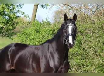 Oldenburgo, Caballo castrado, 4 años, 162 cm, Negro