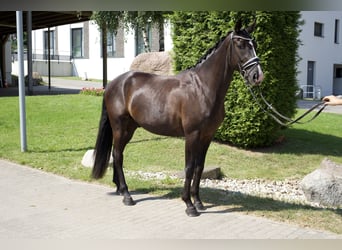 Oldenburgo, Caballo castrado, 4 años, 163 cm, Negro