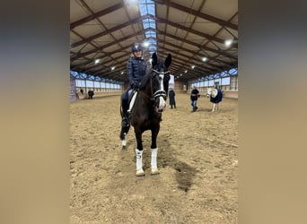 Oldenburgo, Caballo castrado, 4 años, 163 cm, Negro