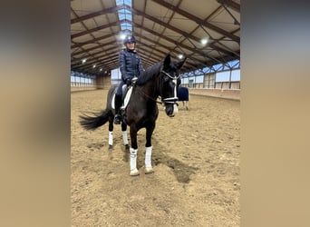 Oldenburgo, Caballo castrado, 4 años, 163 cm, Negro